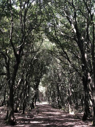 a tunnel of trees with a dirt road at Feudo Bauly in Palazzolo Acreide