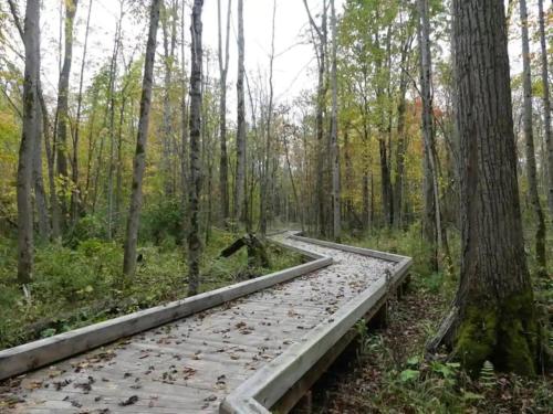 a walkway in the woods with leaves on the ground at PET FRIENDLY CONDOS at FRIDAY HARBOUR in Innisfil