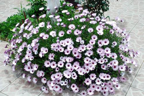 Akasya Hotel (Adult Only) +16