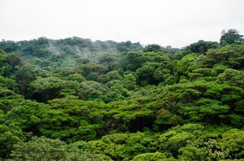 a forest filled with lots of lush green trees at Jaguarundi Jungle Lodge - Monteverde in Monteverde Costa Rica