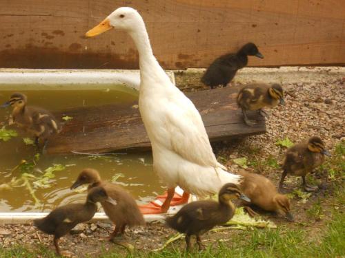 a white duck and some baby ducks by a pond at Familienbauernhof Imitz, Ferienwohnung in Spital am Pyhrn