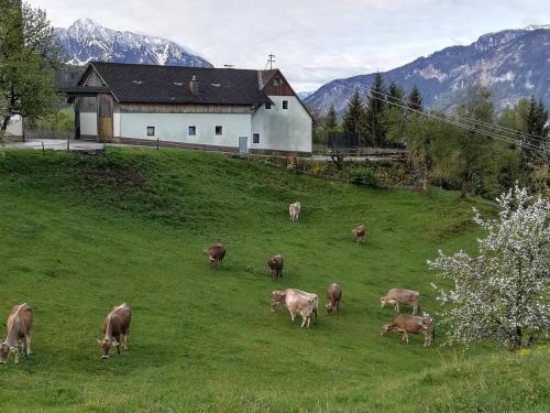 a herd of cows grazing on a field of grass at Familienbauernhof Imitz, Ferienwohnung in Spital am Pyhrn