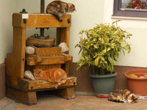 two cats laying on a shelf next to a plant at Familienbauernhof Imitz, Ferienwohnung in Spital am Pyhrn