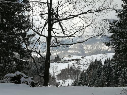 a view of a snow covered mountain with a tree at Familienbauernhof Imitz, Ferienwohnung in Spital am Pyhrn