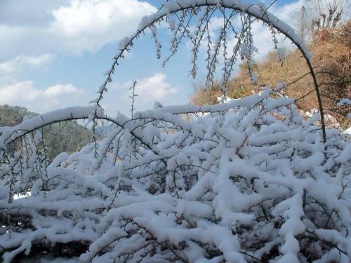 a bush covered in snow with a fence at Calm Paradise in Shimla