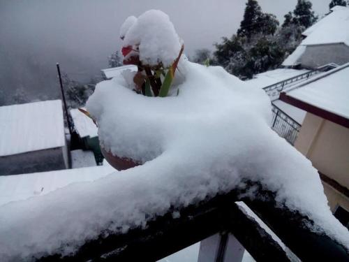 a plant covered in snow on a roof at Calm Paradise in Shimla