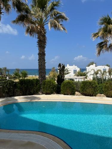 een blauw zwembad met een palmboom en gebouwen bij Sky Villa in Paphos City