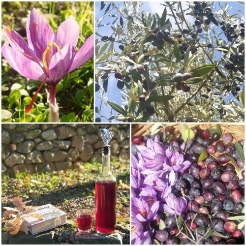 a collage of photos with a bottle of wine and flowers at AGRI ART in San Benedetto Ullano