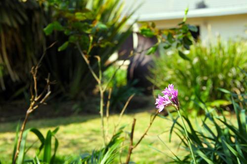 a pink flower in the middle of a yard at La Coscello Guest House in Edenvale