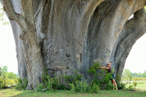 a man standing in front of a large tree at Africa Safari Selous Nyerere national park in Nyakisiku