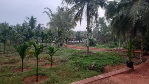 a field with palm trees and a dirt road at Bekal Village Homestay in Kāsaragod