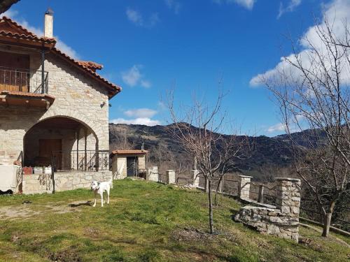 a goat standing in a yard next to a house at Stone Mountainhouse near Kalavryta, North Peloponnese, Greece 