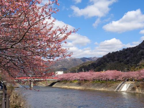 a bridge over a river with pink cherry trees at Villa House Hisago - Vacation STAY 61410v in Kawazu