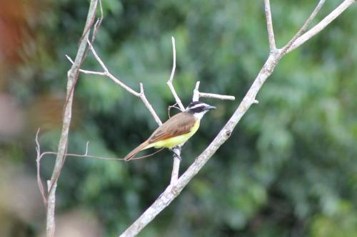 a bird is perched on a tree branch at Ecohotel Campo Alegre Norcasia Caldas in Norcasia