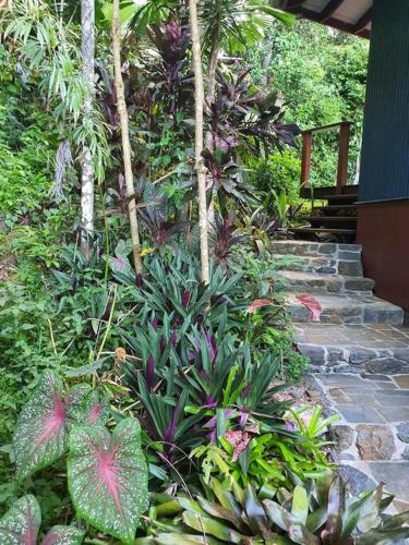 Jardín al aire libre en Treeverb Beach House - Daintree