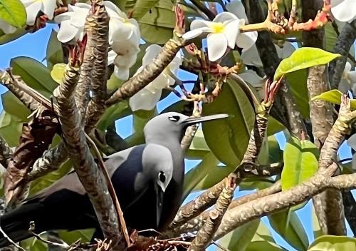 a bird is sitting in a tree at Château de feuilles & SPA - Praslin island in Baie Sainte Anne
