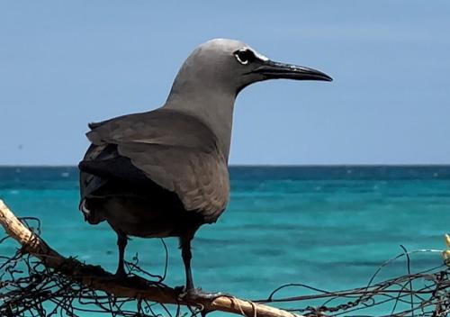 a bird standing on a branch near the water at Château de feuilles & SPA - Praslin island in Baie Sainte Anne