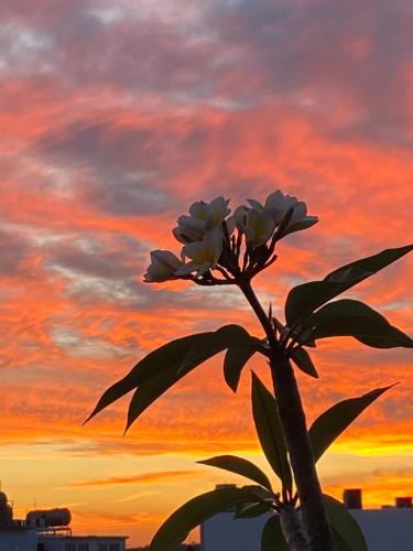 a flower with a sunset in the background at Kenting Little House in Kenting