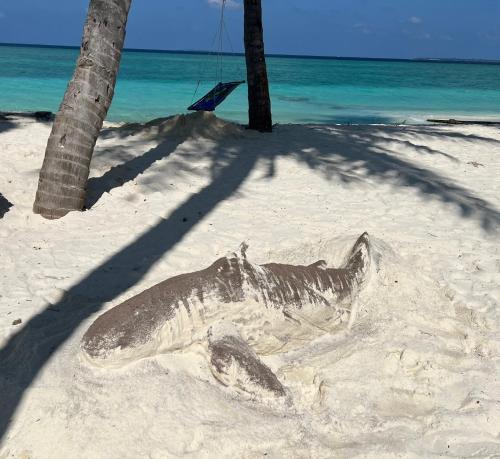 a dead animal laying in the sand on a beach at Viluveli Holiday Retreat in Hanimaadhoo