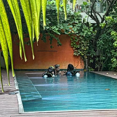 two dogs in a swimming pool in a garden at Viluveli Holiday Retreat in Hanimaadhoo