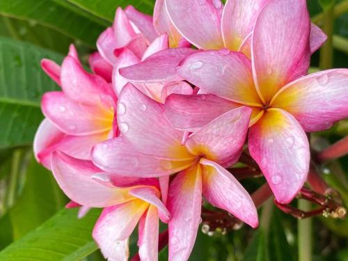 um grupo de flores cor-de-rosa com gotas de chuva em 「池間島の一棟貸切りの宿アロハナ」日本最大級のサンゴ礁群ヤビジに最も近い宿。夕陽,海まで徒歩3分 em Ilhas Miyako