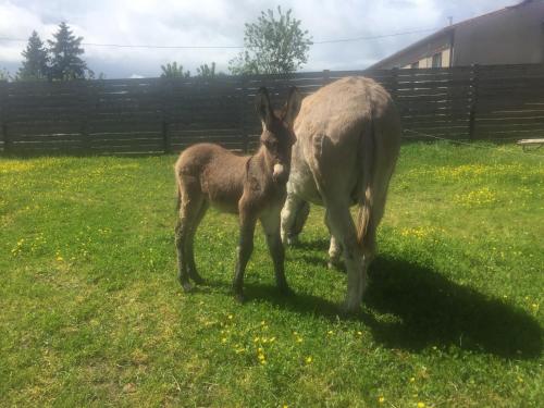 a baby donkey standing next to its mother at Camping de la ferme aux ânesses, Mobil Home Câline in Bressuire