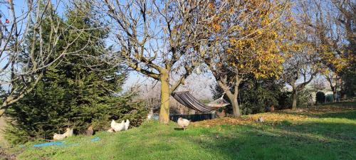 a group of animals standing in a field with trees at 106 gradini in Bottanuco