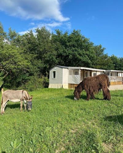 two animals grazing in a field of grass at Camping de la ferme aux ânesses, mobil home myrtille in Bressuire