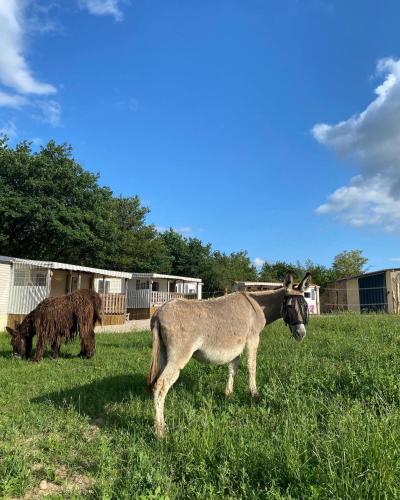 two animals standing in the grass in a field at Camping de la ferme aux ânesses, mobil home myrtille in Bressuire