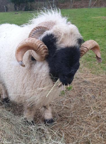 a ram with long horns sitting in some hay at Wildberry glamping in Orgères-la-Roche