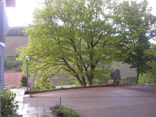 a large tree in a park with a bench at Ferienwohnung Alter Weinberg in Saarburg