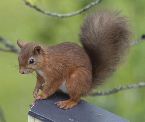 Tiere im Ferienhaus oder in der Nähe