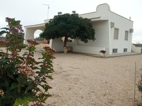 a house with a tree in front of it at Abaton - Casa vacanza in Metaponto