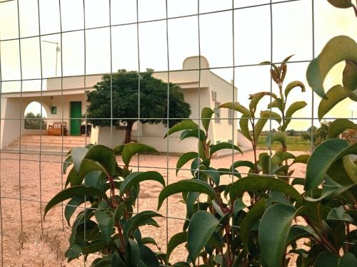 a plant in front of a fence in front of a building at Abaton - Casa vacanza in Metaponto