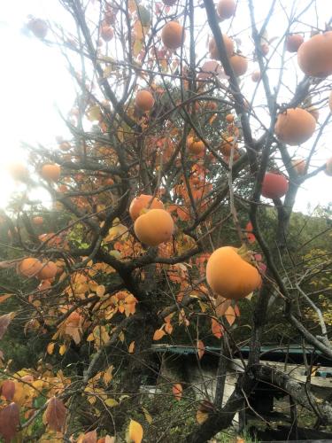 an orange tree with many oranges on it at Welcome in Toscana in Polcanto