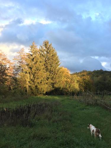 a dog sitting in a field with a tree at Welcome in Toscana in Polcanto
