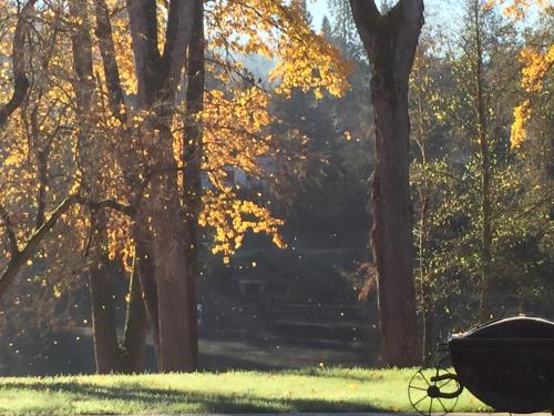 a park with a bench in the grass and trees at DunMovin’ Oregon in Grants Pass