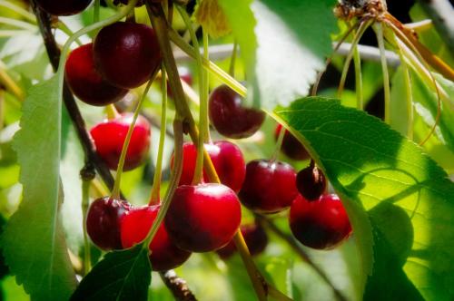 a bunch of red cherries hanging from a tree at DunMovin’ Oregon in Grants Pass