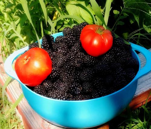 a blue bowl filled with blackberries and two tomatoes at DunMovin’ Oregon in Grants Pass