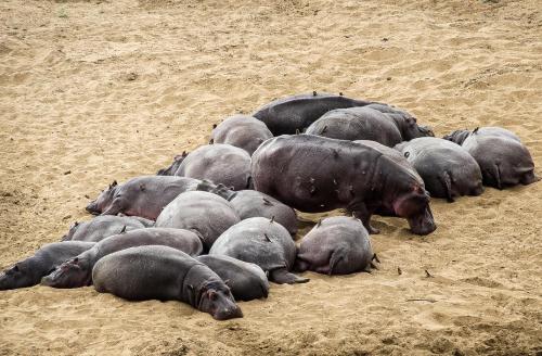 a group of elephants laying in the sand at Baluleni Safari Lodge in Grietjie Nature Reserve