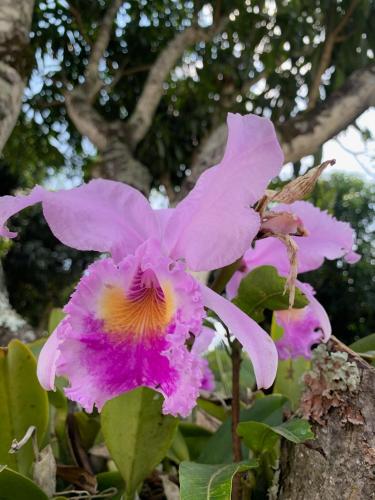 a close up of a pink flower in front of a tree at Acogedora cabaña, naturaleza, familia - NUEVA - ANAPOIMA in Anapoima