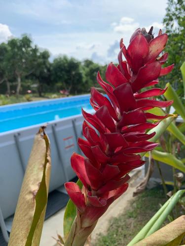 a red flower sitting on top of a building at Acogedora cabaña, naturaleza, familia - NUEVA - ANAPOIMA in Anapoima
