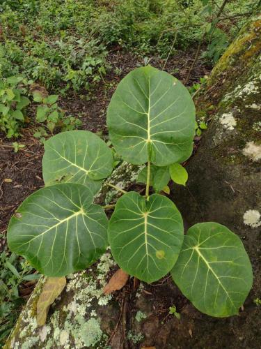 two plants with large green leaves on the ground at Villa Falian Nido el Gorrión in Viotá