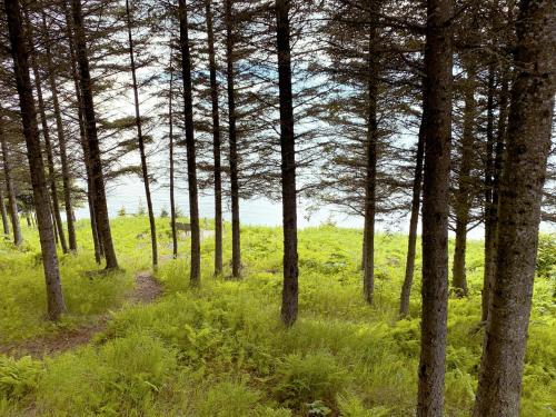 a path through a wooded area with trees at Lost Anchor Cabins - Ocean-view cabins on the bluff in Anchor Point