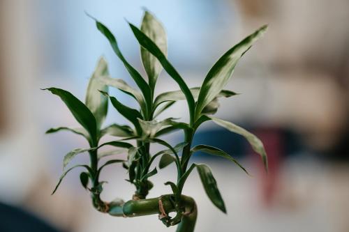 uma planta com folhas verdes num vaso em Hotel Clipa em Drobeta-Turnu Severin