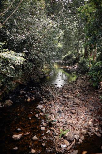 un arroyo en un bosque con rocas y árboles en Teaside Inns, en Vythiri