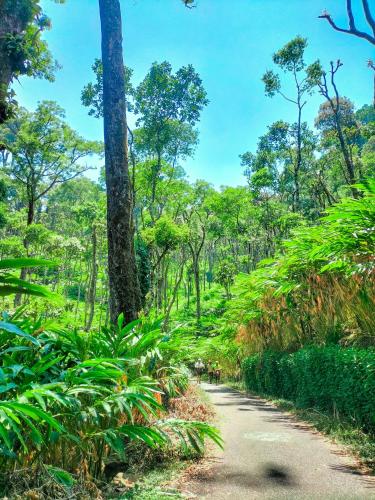 a path through a forest with trees and plants at Mystic Mayapott, Thekkady in Thekkady