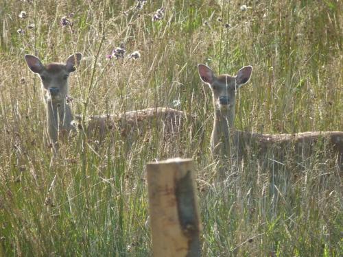 three deer standing in a field of tall grass at The Old Cowshed in Roundwood