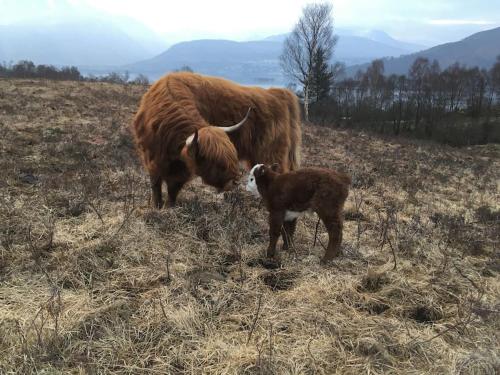 a cow and a calf standing in a field at Carnach in Fort William
