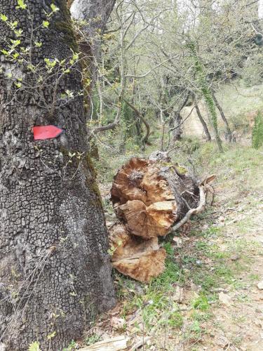 a tree that has been cut off at Georgia's Village House in Kondóstavlos